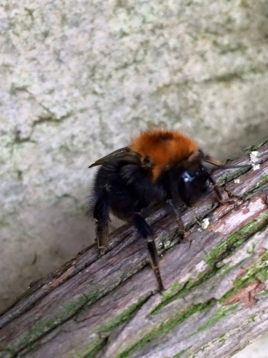 How to High Five a Bee