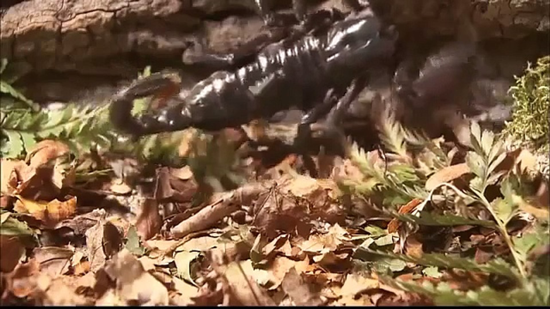 ⁣Science Documentery   The Scopion's Tale Documentary   Wild Animal Documentary 2015