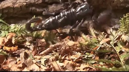 Science Documentery   The Scopion's Tale Documentary   Wild Animal Documentary 2015