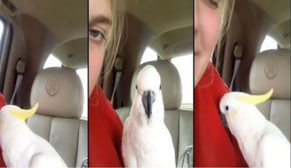 Cute Parrot Playing Peekaboo