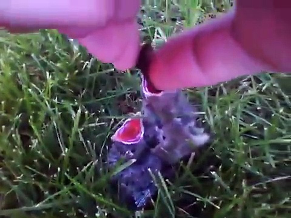 Baby Bird Rescue