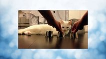 Magic cat, the smartest cat  - Funny Animals Videos