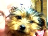 Adopt Jake The Yorkie Puppy! (ADOPTED)