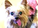 Adopt Capri The Cool Yorkie! (ADOPTED)