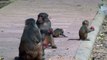 Rhesus macaques eating Pomegranate