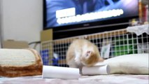vs トイレットペーパー芯　マンチカン/munchkin-子猫/kitten