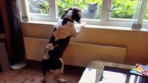 Des chats et des chiens apprennent à vivre ensemble - Pas toujours facile