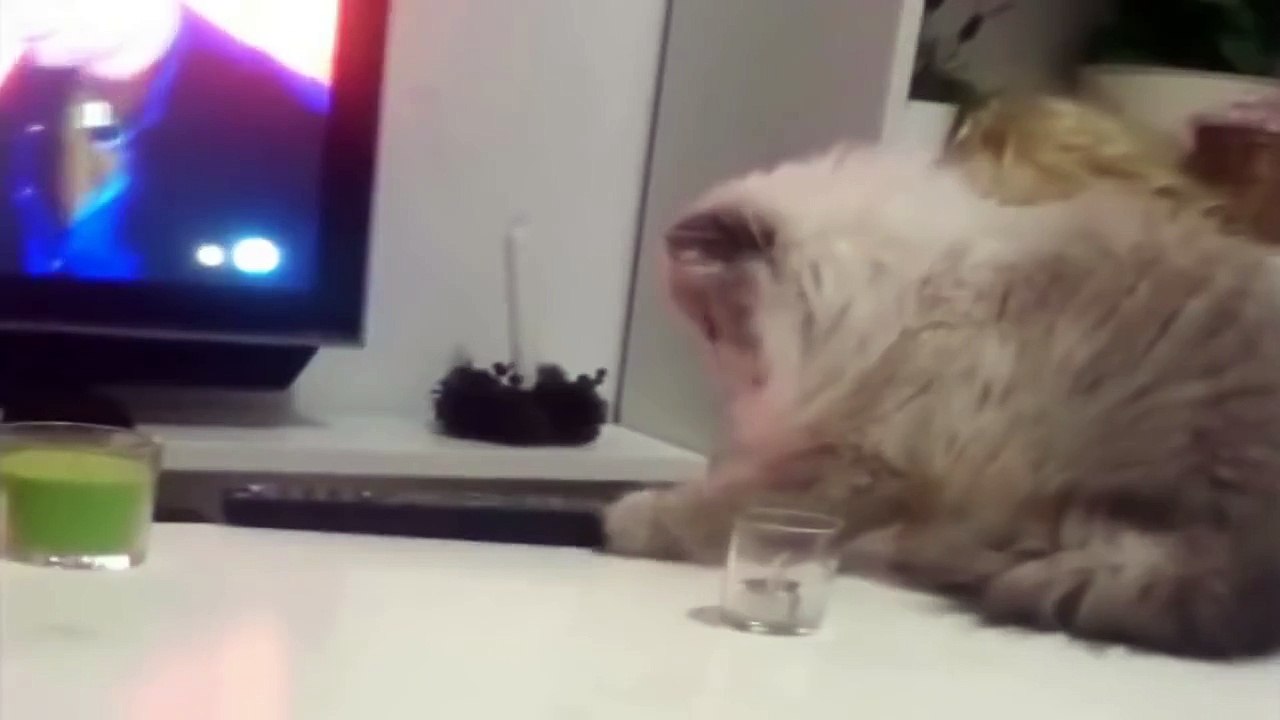 Deal With It - Cats Thug Life