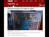 Keeping Monkeys As Pets - Anne Mcintosh MP Is Interviewed (2014)