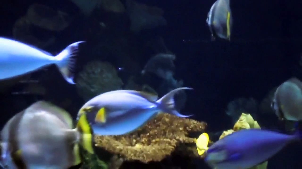 Hammerhead Shark tank Columbus Zoo video Dailymotion