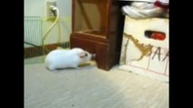 Happy Guinea Pig Running, Skipping, Popcorning