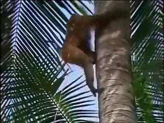 Intelligent Monkey - Monkeys Have Fast Learning Ability