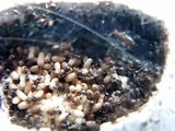 The World of Ants: The growth of a Lasius niger colony