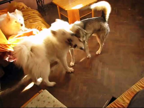 Samoyed vs Husky
