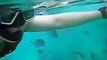 Thailand Phuket Phi Phi Island MAYA BAY Snorkeling