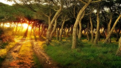 Ryan Farish - Adoration  (HD)