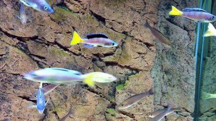 Territorial Cyprichromis leptosoma "blue flash" Mpulungu males - PISCES