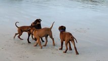 Rhodesian ridgeback Puppies on Beach