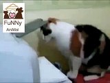 Cats Hate Printers funny cat funny cats videos FUNNY ANIMAL FUNNY FUNNIEST FAIL   Funny Videos 2015