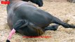 ♥ ANIMALS Giving Birth - HORSES Gives Birth to Baby so CUTE!