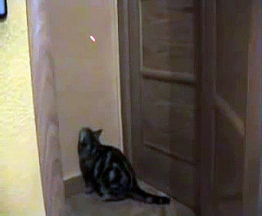 GATO BAILANDO