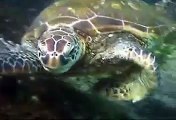 Green Sea Turtle Eating Underwater