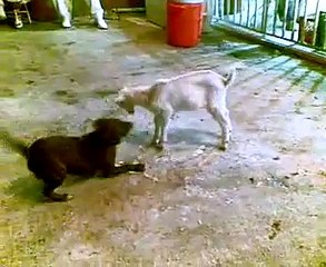Pit Bull Attack Goat