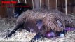 ANIMALS GIVE BIRTH - Sheep Giving Birth To Twins - Awesome!