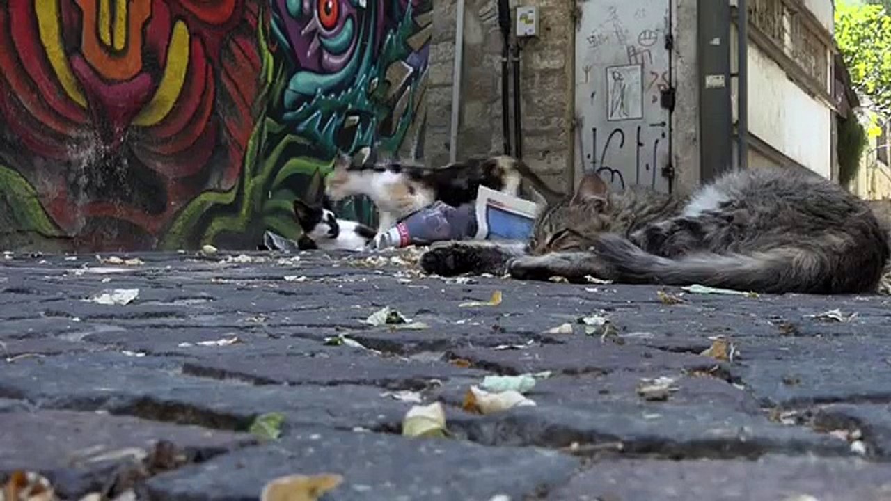 Of cats and people
