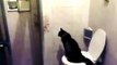 Cat pees in toilet for the first time