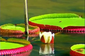 Documentário "O Futuro da Democracia na América Latina"