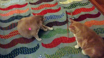 Cute fat cats trolled by laser light