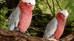 The Cockatoos Parrots!