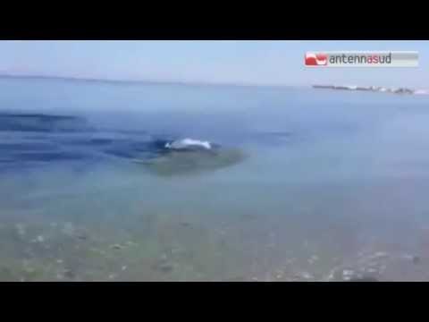 TG 07.07.15 Squali sotto le coste del Salento, complice il cambiamento climatico