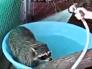 LOOK WHO LOVES TO THE SHOWER