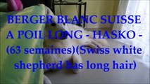 BERGER BLANC SUISSE A POIL LONG - HASKO - (63 semaines)(Swiss white shepherd has long hair)