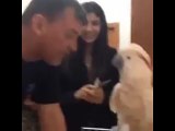 A Parrot Kissing and Laughing