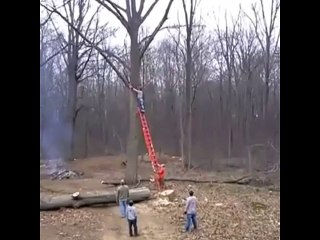 Revenge of the tree - the tree strikes back