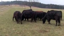 Kühe hüten im März 2013 mit einem kleinen Kalb