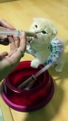 The Tiny Belly Very Hungry