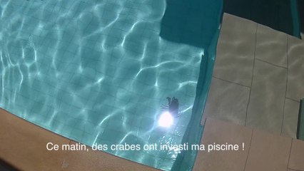 This morning crabs have invested my pool!