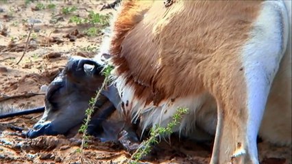 Free Stock Footage Wildlife Springbok Giving Birth - Africa Travel Channel in HD