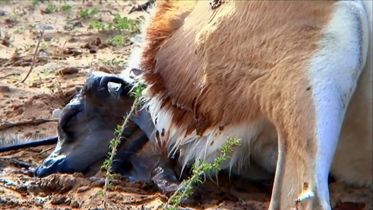 Free Stock Footage Wildlife Springbok Giving Birth - Africa Travel Channel in HD