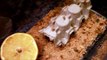 Leopard Gecko Food: Size, Feeding, Housing Crickets