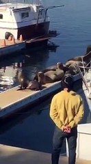 Un pitbull faits peur à des lions de mer pour retrouver son ponton