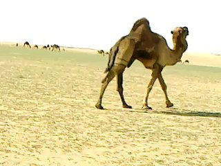 خويران فحل الابل الحمر