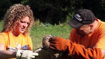 Great Horned Owl Rescue by Suburban Wildlife Control -  Young Owl Saved