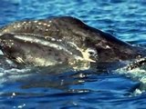 As Baleias, donas dos mares. Misticetos. Amazing Whales of the world.