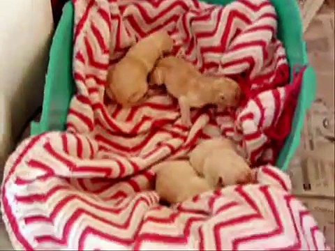 Labrador Puppies alive