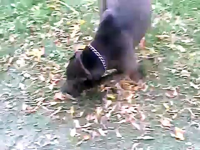 shar pei and pitbull